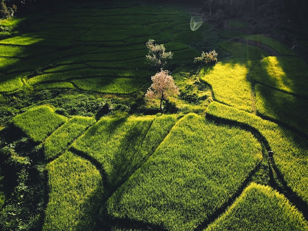 Campo de arroz, vista aérea de campos de arroz