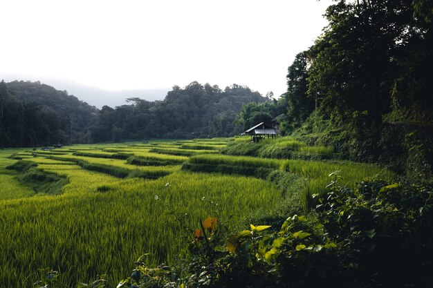 Campo de arroz, vista aérea de campos de arroz