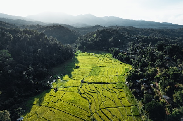 Campo de arroz, vista aérea de campos de arroz