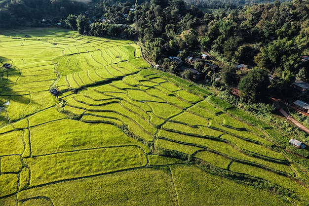 Campo de arroz, vista aérea de campos de arroz