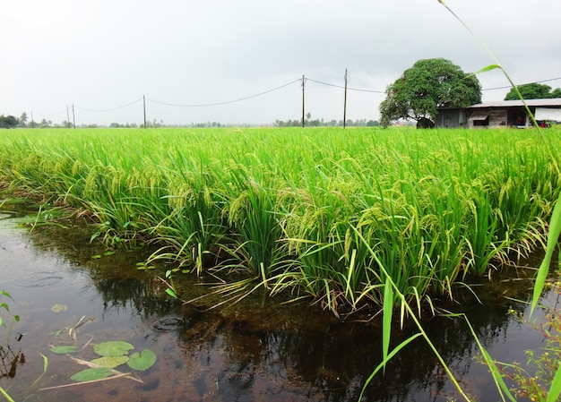 Campo de arroz