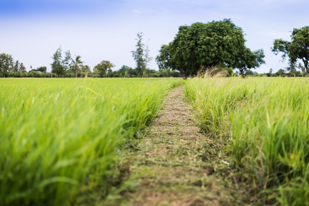 El campo de arroz