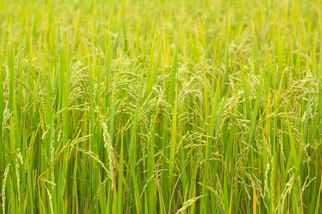 campo de arroz