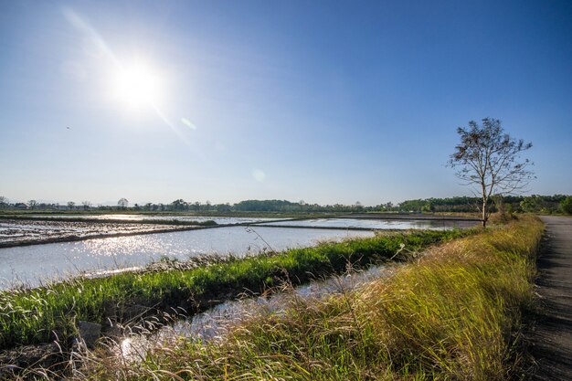 campo de arroz