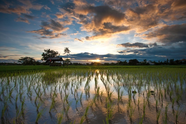 Campo de arroz