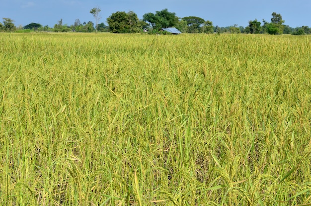 Campo de arroz