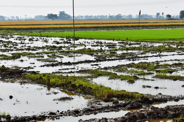 El campo de arroz