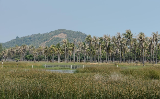 Campo asiático de plantación de palmeras de coco