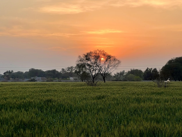 Un campo con un atardecer de fondo