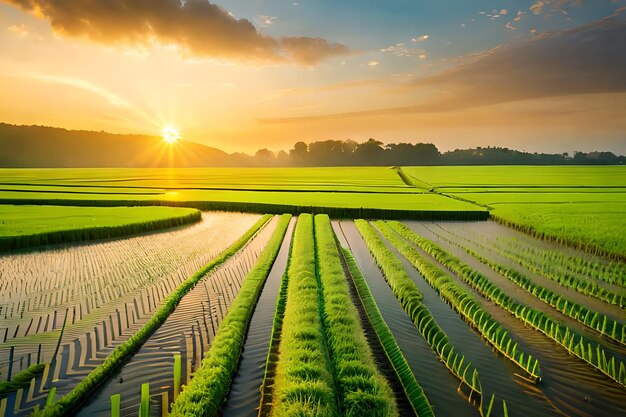 Un campo con un atardecer de fondo