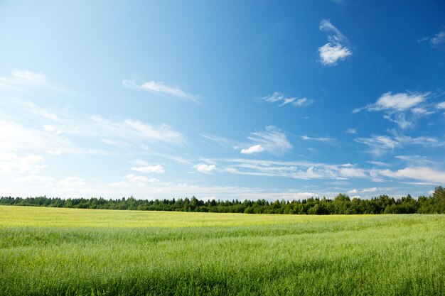 Campo de avena y cielo soleado