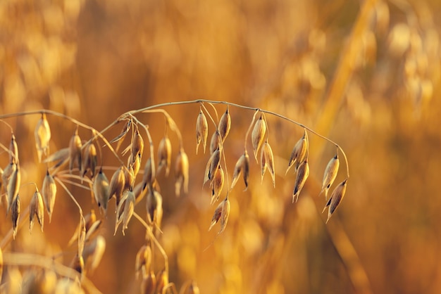 Campo de avena a la luz del atardecer