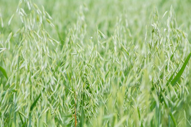 Campo de Avena verde