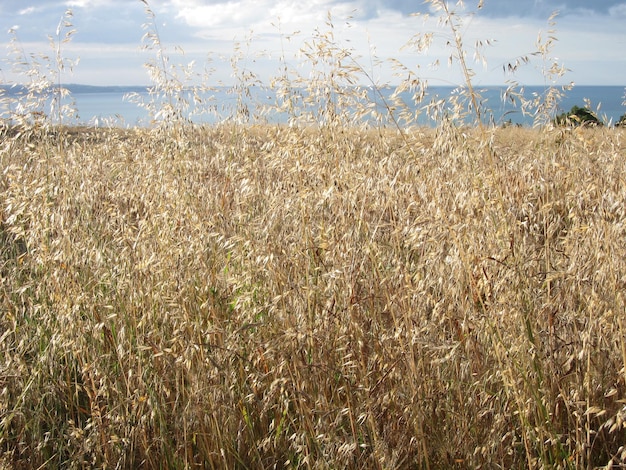 un campo de avena