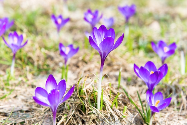 Campo con azafrán de flores violetas de primavera con fondo suave