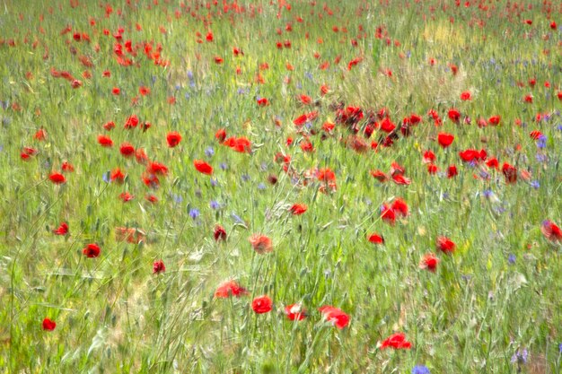 Campo azul de acianos y amapolas