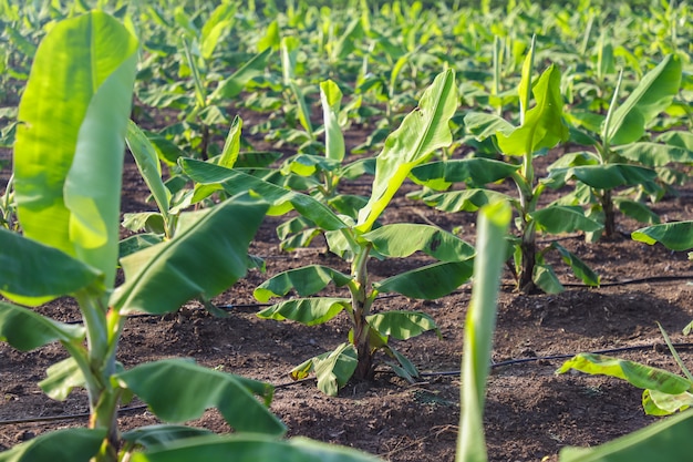 Campo de banano verde en la India