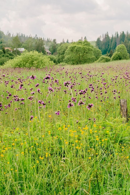 Un campo con bardanas en flor