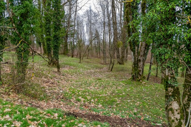 Foto campo de batalla alrededor de verdun