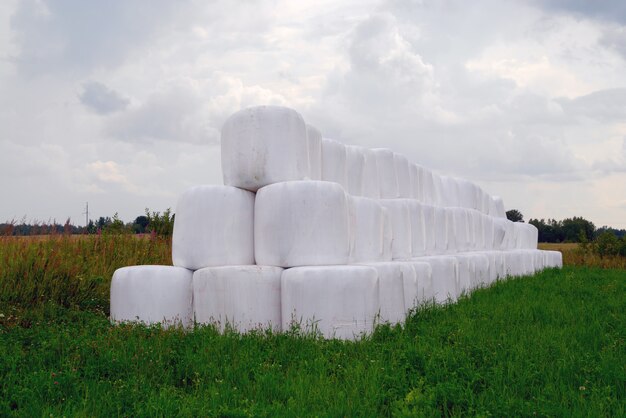 Campo biselado y paja en rollos, colocados cuidadosamente en una pila sobre la hierba verde