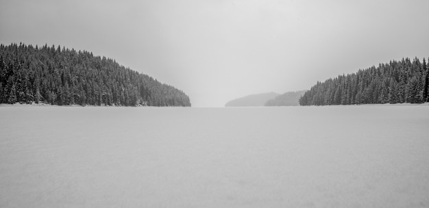 Foto campo blanco