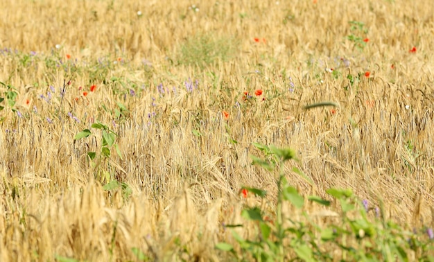 Campo bonito