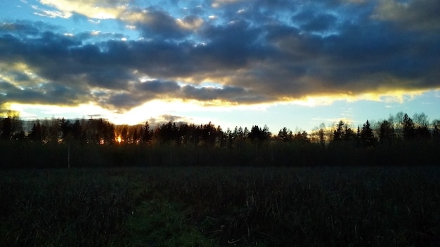 campo y bosque al atardecer