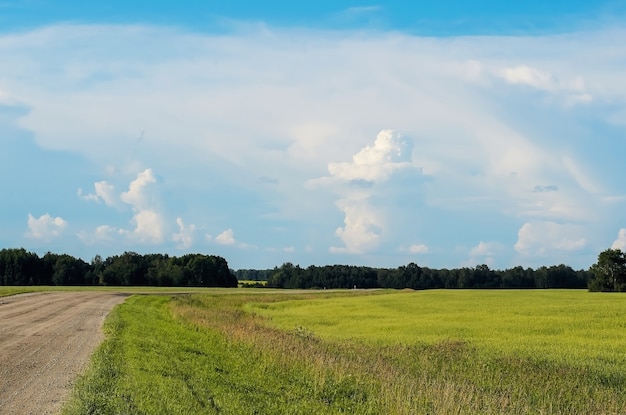 Campo y bosque contra el cielo azul en verano