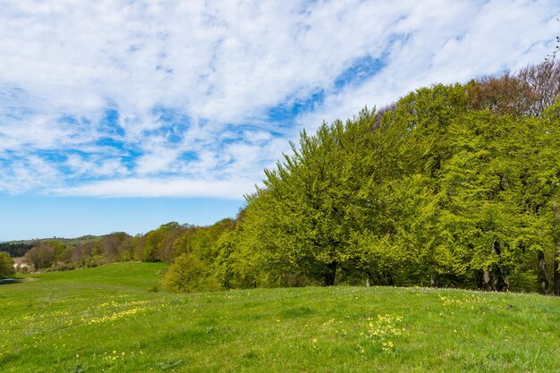 Campo y bosque en la isla de Dinamarca