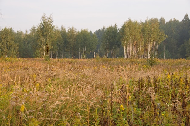 Campo y bosque en la mañana de otoño región de Moscú Rusia