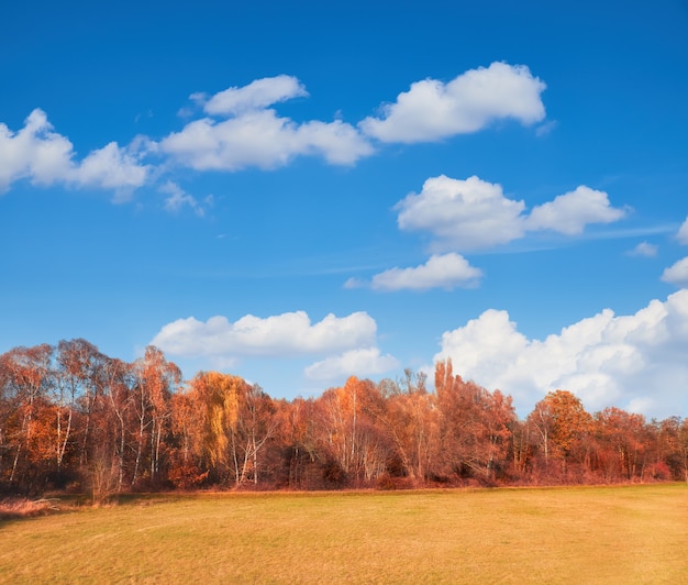 Campo con bosque de otoño