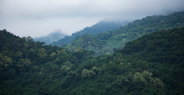 El campo de bosque verde tropical, parque nacional de Tailandia