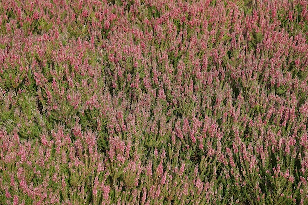 Campo de brezo brezo brezales antecedentes