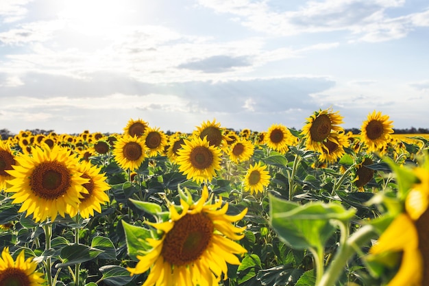 Campo brillante de paisaje de campo de girasoles amarillos