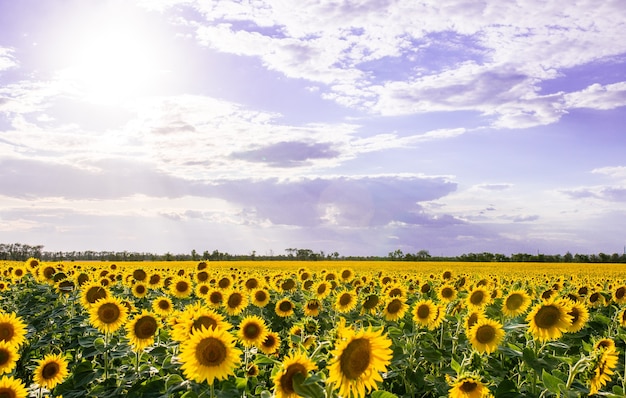 Campo brillante de paisaje de campo de girasoles amarillos