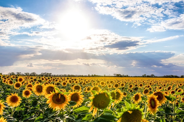 Campo brillante de paisaje de campo de girasoles amarillos