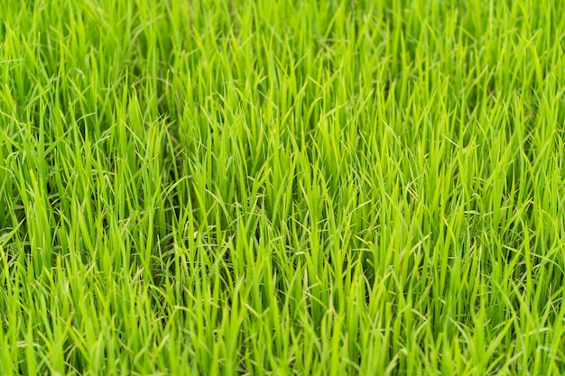 Campo de brotes de arroz verde. Fotografía de cerca