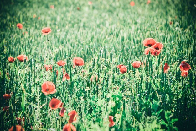 Campo con brotes verdes de flores de grano y amapola, color verde