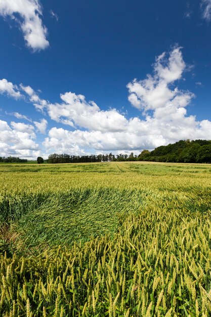 Campo con buen rendimiento de trigo verde, foto en primavera.