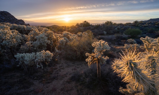 Foto el campo de cactus cholla iluminado por la luz de la mañana en la reserva de mcdowell sonoran