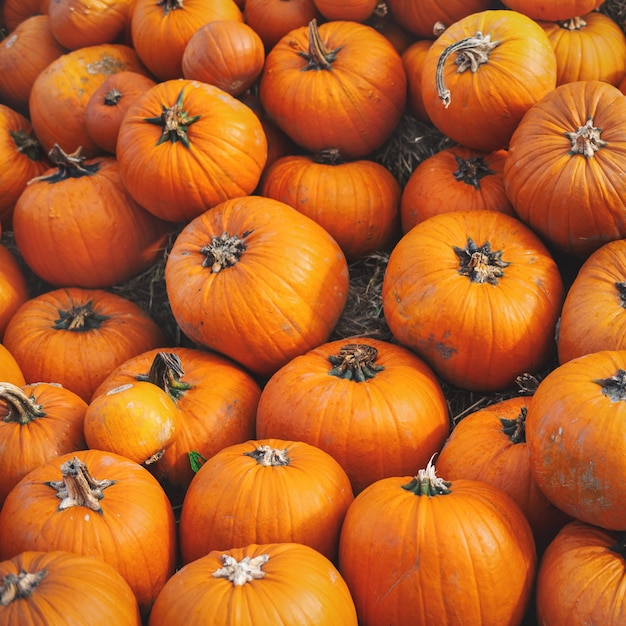 Foto campo de calabaza