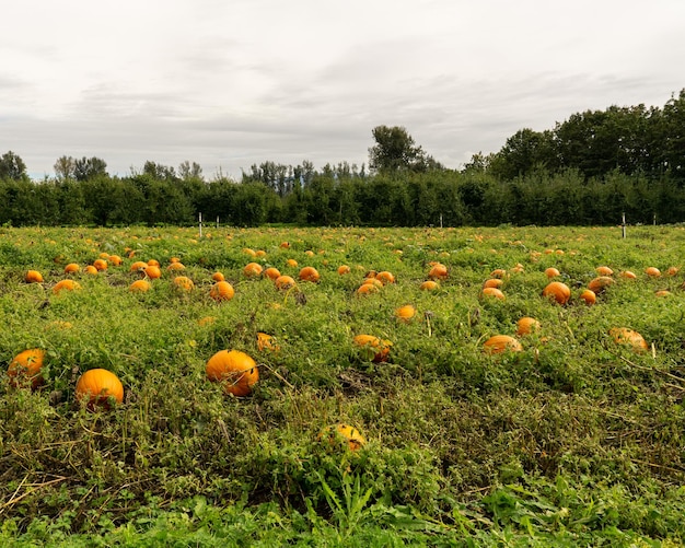 Campo de calabazas naranjas en una granja en el campo