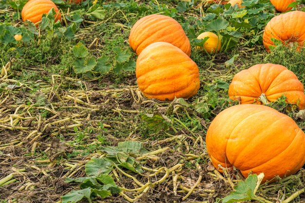 Campo de calabazas naranjas en una granja en el campo