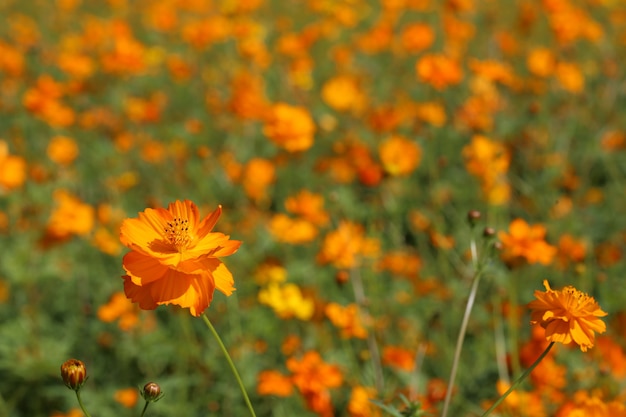 Campo de caléndula de color brillante