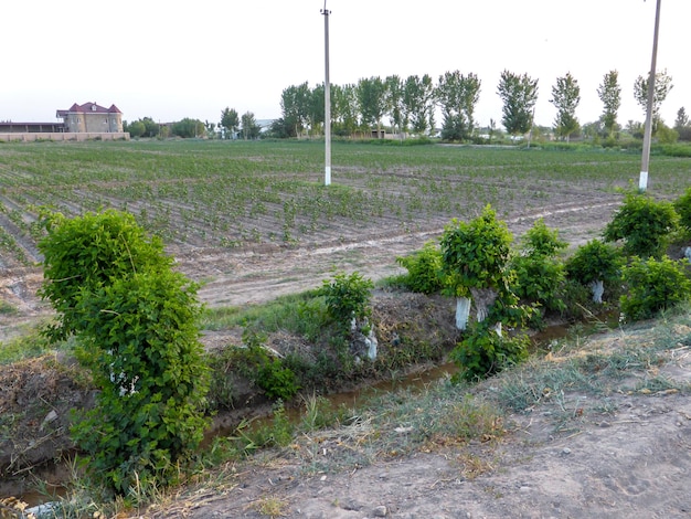 Campo con camas y cultivos