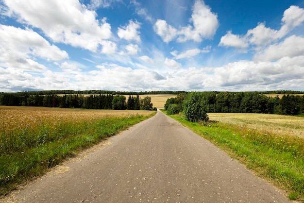 Campo de camino de primavera