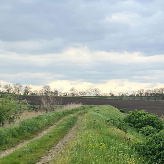 Un campo con un camino de tierra y un cielo nublado