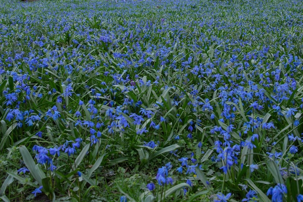 Foto un campo de campanas azules en el fondo