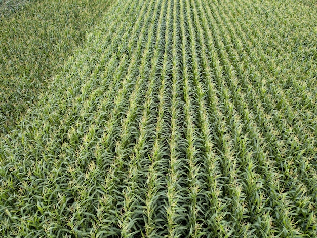 Campo campo agrícola de maíz al atardecer de verano. Vista panorámica desde drone. Fondo de planta natural