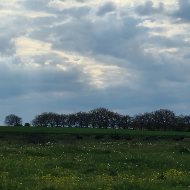 Un campo con un campo y árboles con un cielo nublado al fondo.